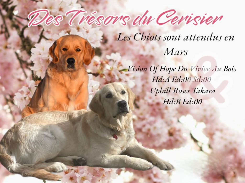 Des Trésors Du Cerisier - Saillie Uphill RosesTakara & (Balzac) Vision of Hope du Vivier au Bois